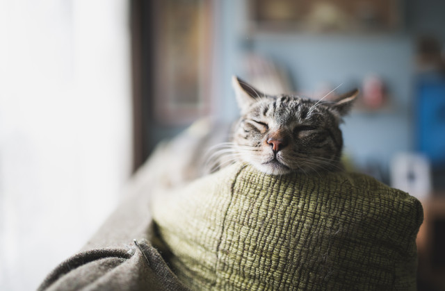 Portrait of tabby cat sleeping on the backrest of a couch
Royalty free image