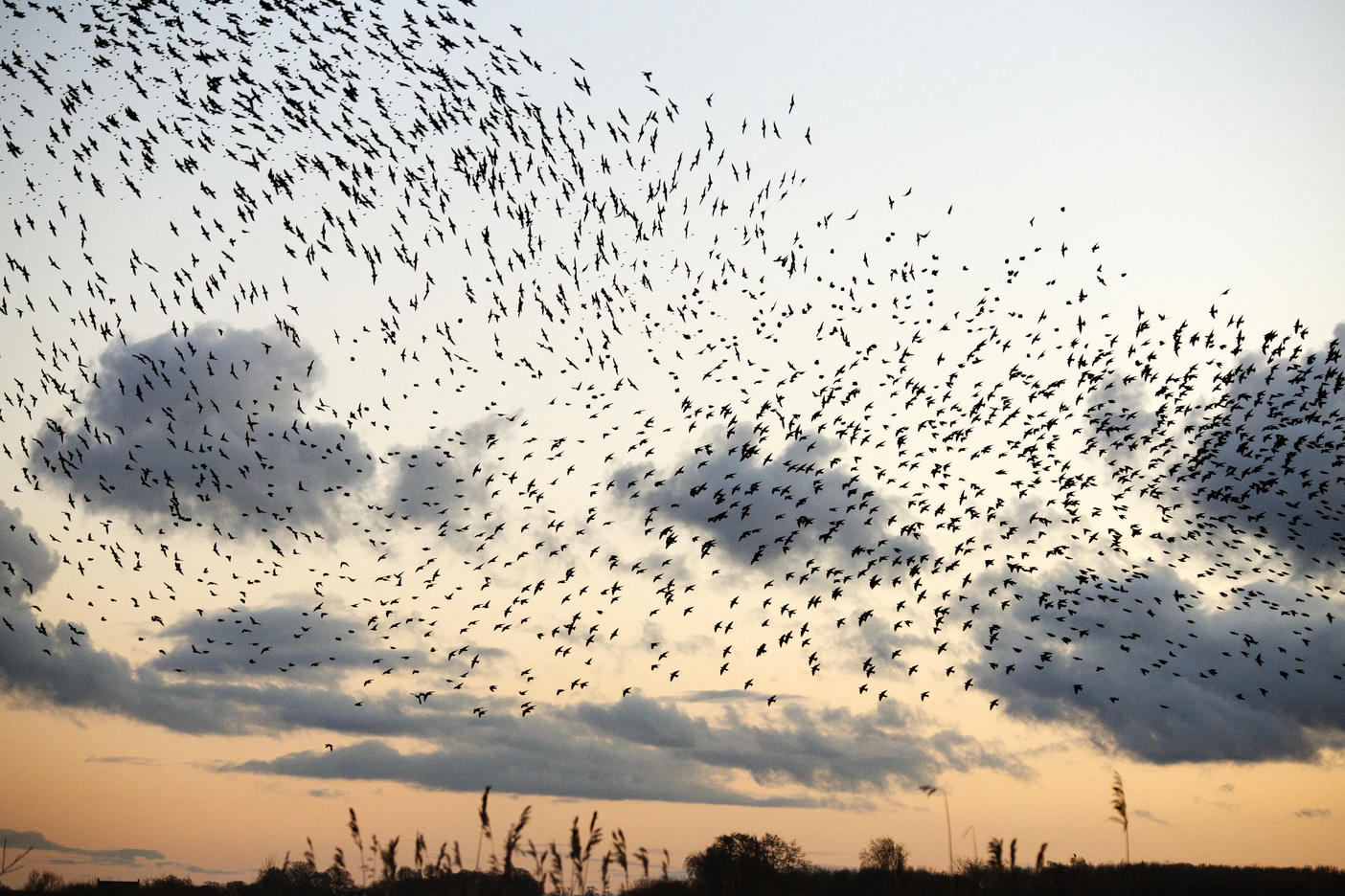 Low angle view of birds flying against sky during sunset
Royalty free image