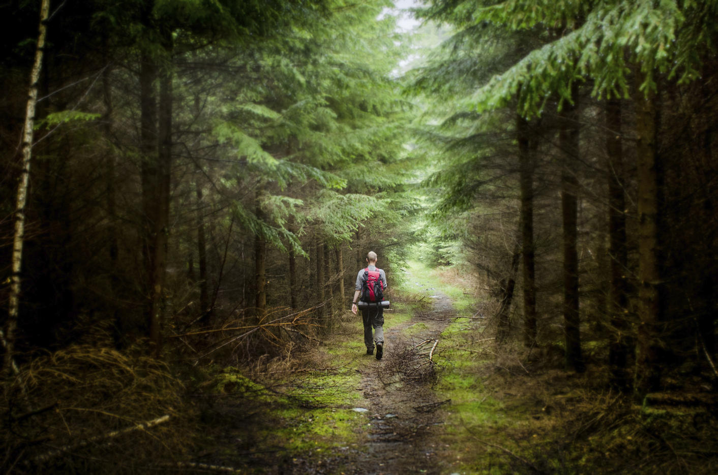 Rear view of male hiker hiking in forest
Royalty free image