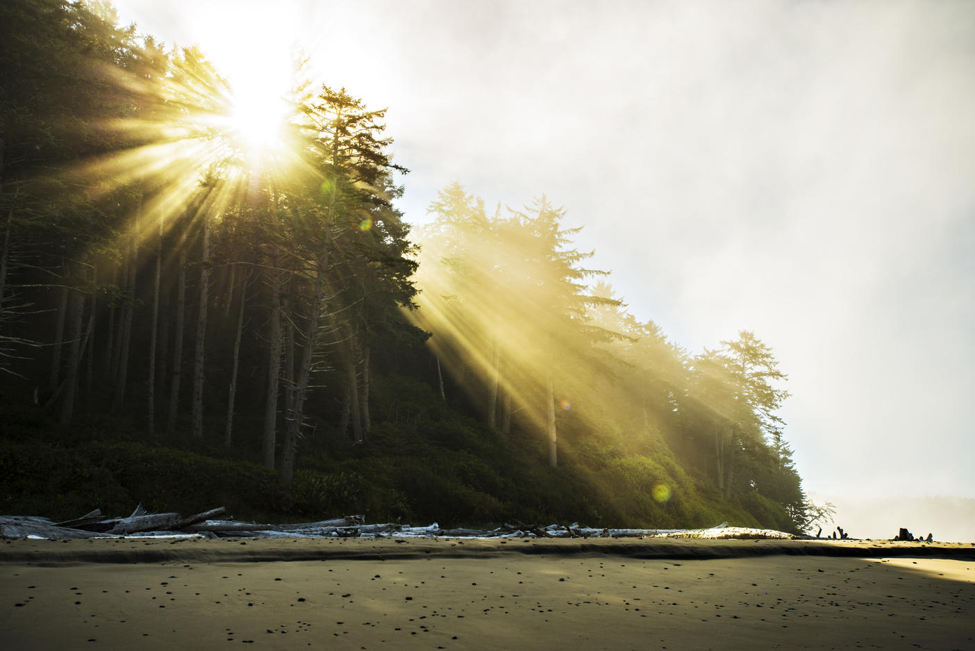 Low angle view of sunlight streaming through trees at beach
Royalty free image