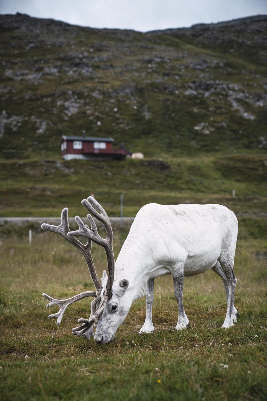 Norway, Lapland, Male reindeer grazing Royalty free image Norway, Lapland, Male reindeer grazingRoyalty free image