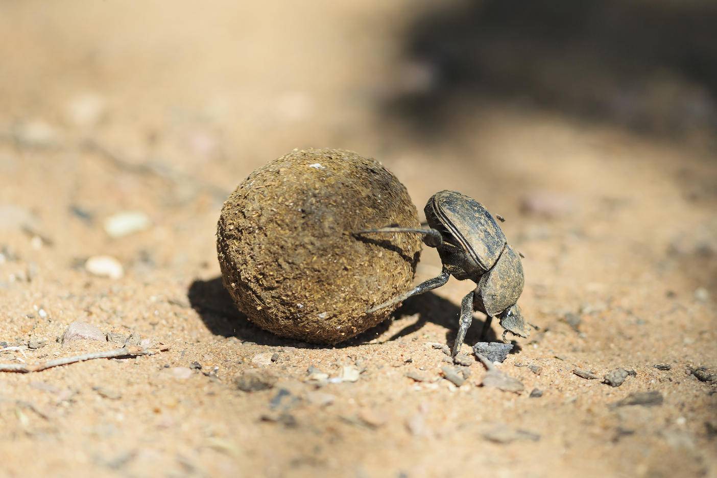 Dung beetle, Scarabaeus sacer, with dung ball
Royalty free image