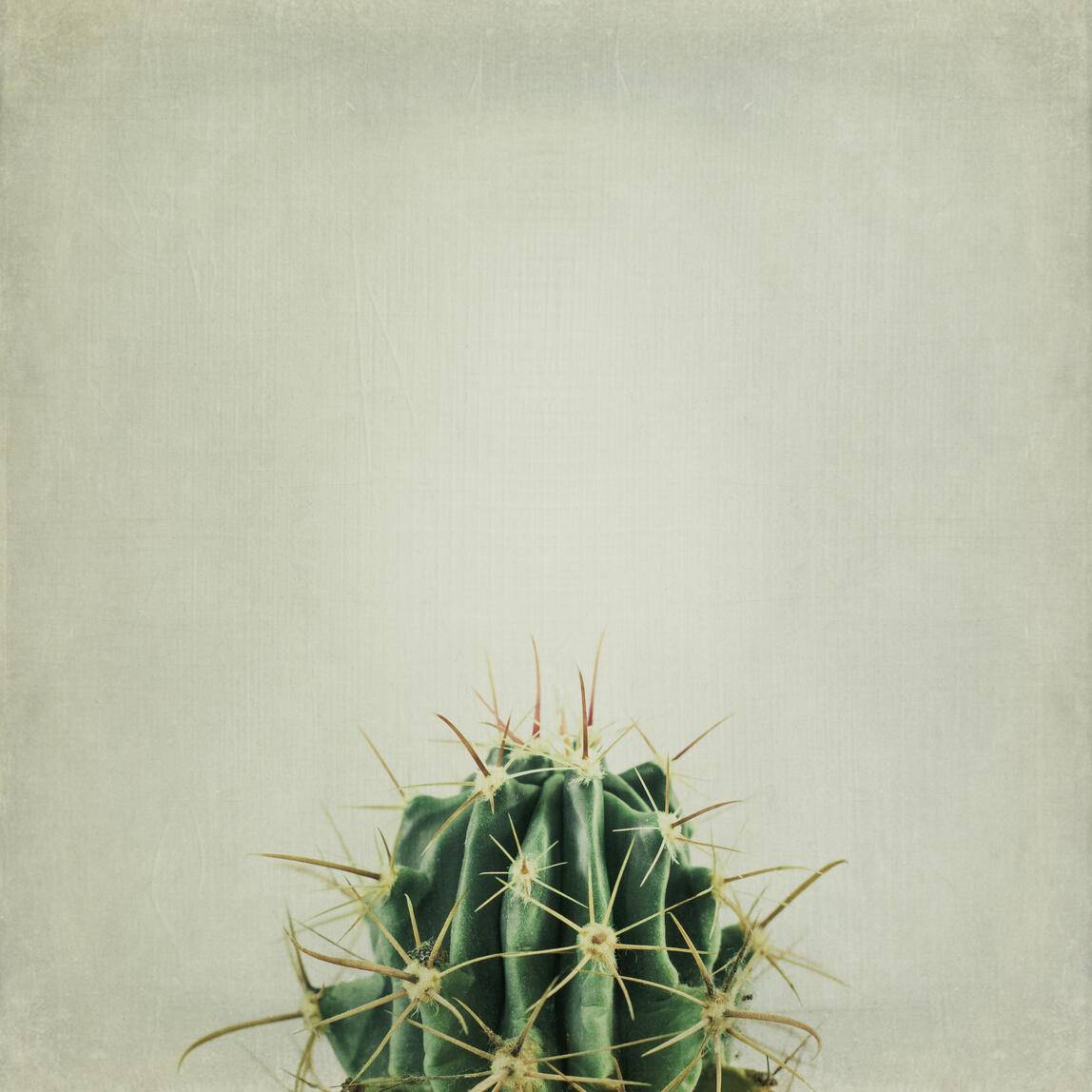 Upper part of a catus
Royalty free image