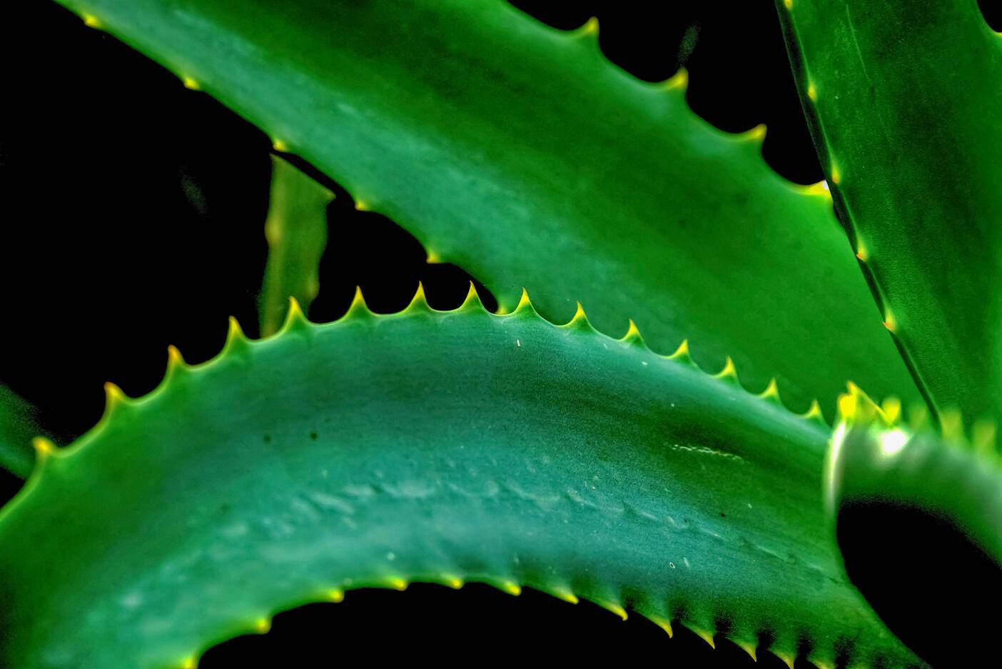 Aloe vera plant
Royalty free image