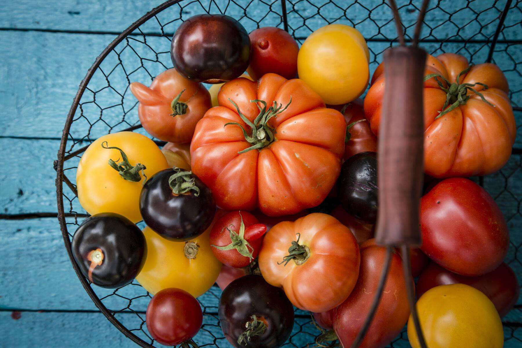 Different heirloom tomatoes in a wire basket
Royalty free image