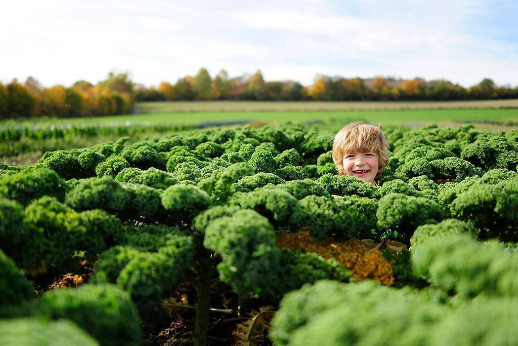 royalty-free images vegetarian diet