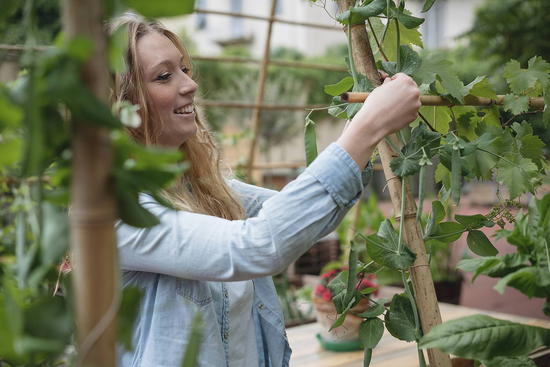 Stockfoto, lizenzfrei, Junge Frau im städtischen Garten, die wachsende Pflanzen um Holzstöcke wickelt