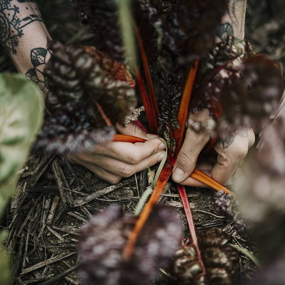 Close-up of farmer's hand harvesting chard crop at farm