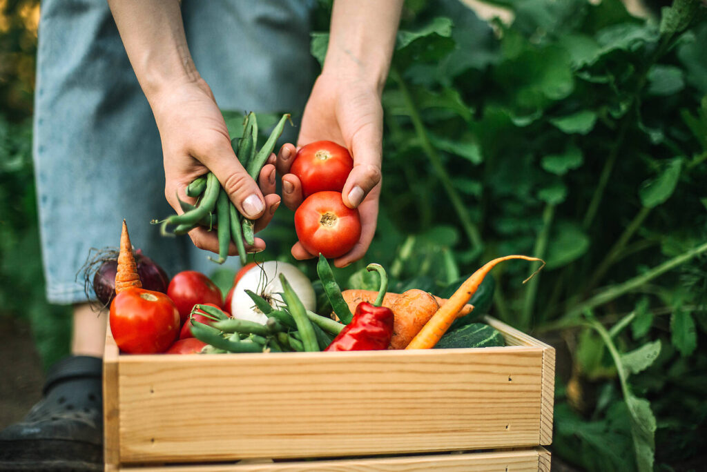 Stockfoto, lizenzfrei, Frau mit frisch geernteten roten Tomaten auf einem Biohof