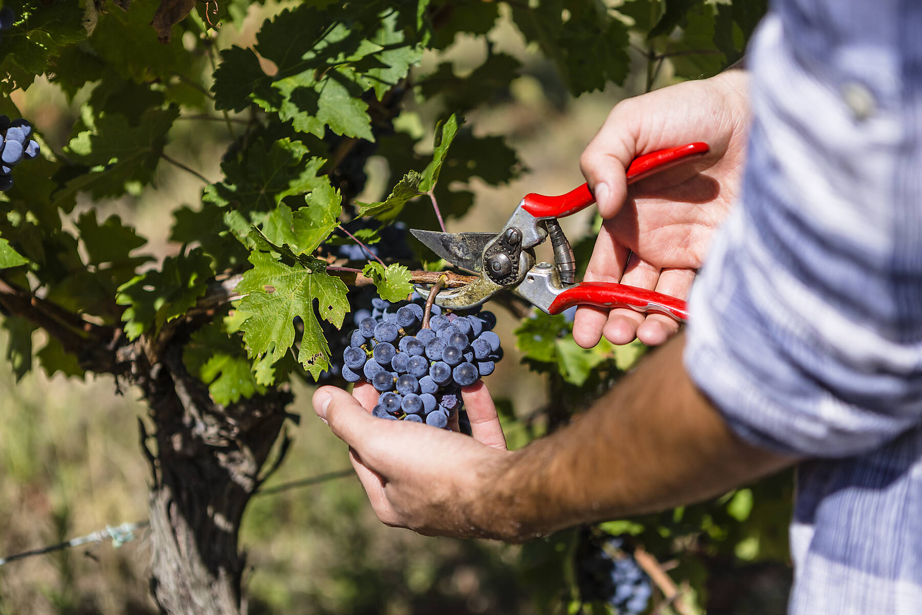stock image, royalty-free, Scissors Cutting Ripe Grapes during Harvest, Tuscany, Italy,