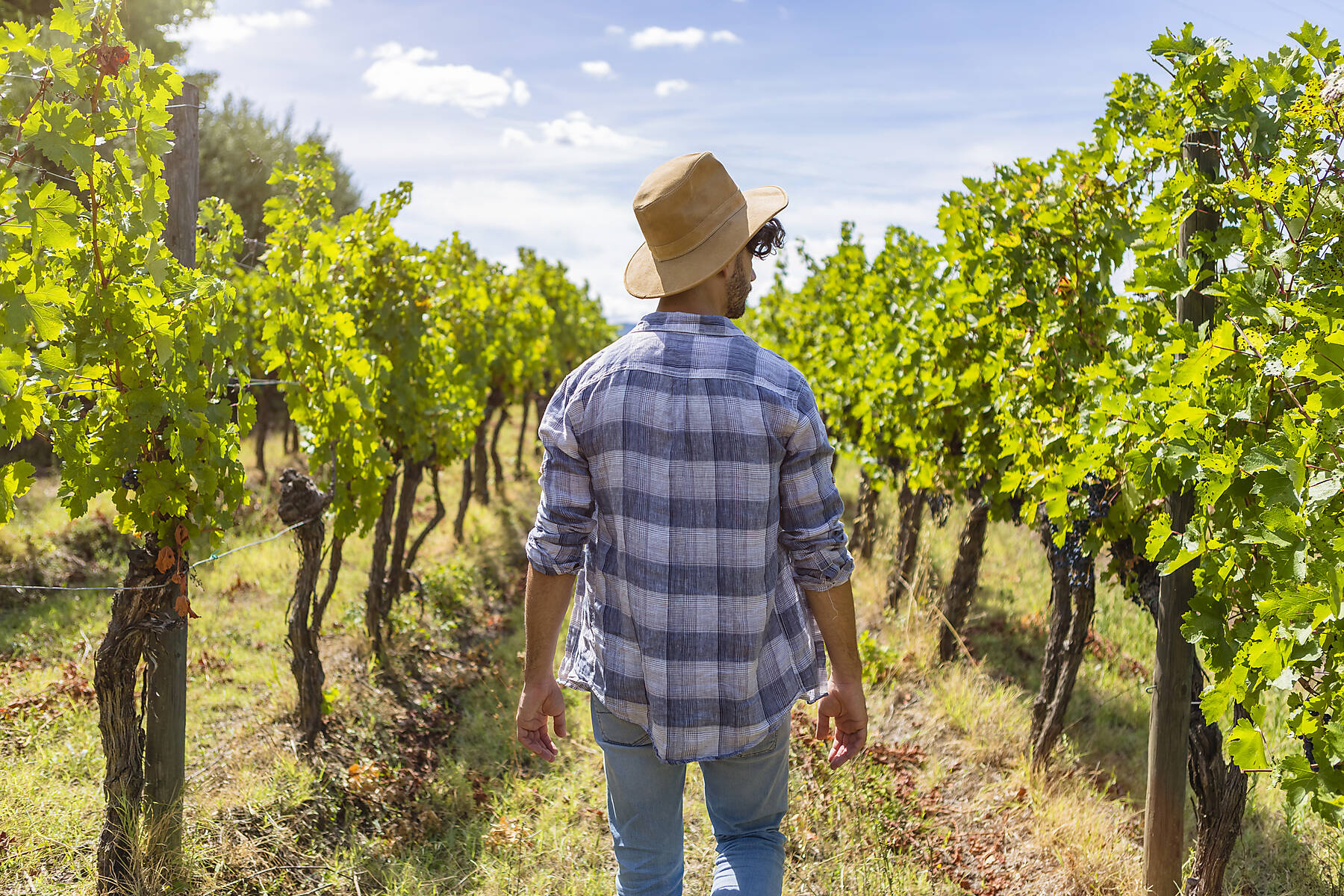 Stock image, royalty-free, Man Working on Field during Grape Harvest, Tuscany, Italy