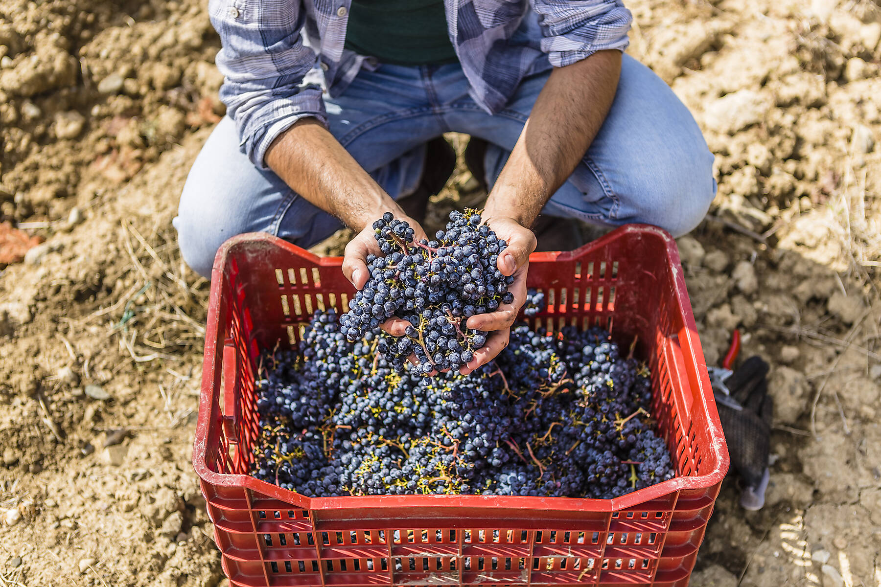 Stock image, royalty-free, Man working on field during harvest, Tuscany, Italy