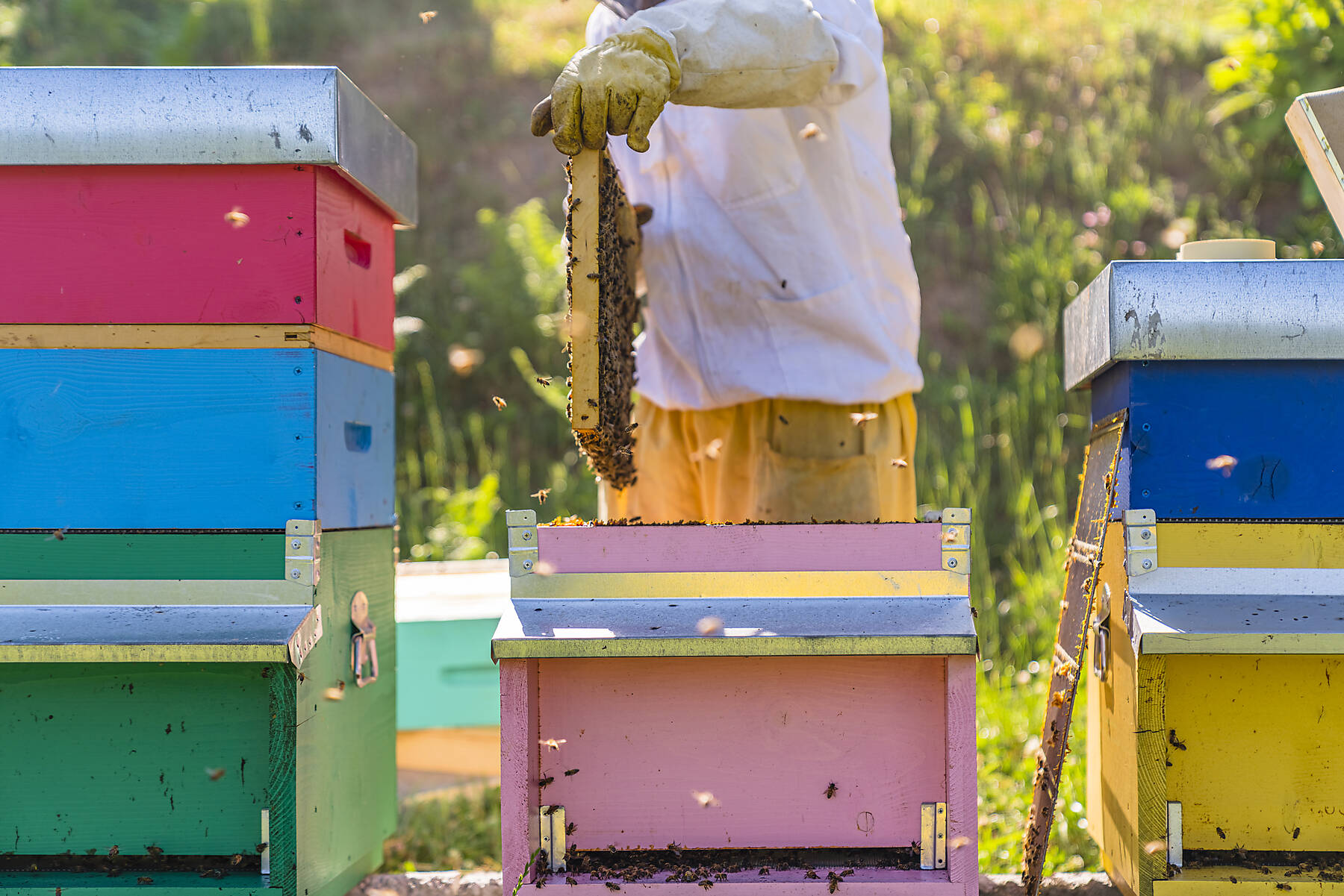 stock image, royalty-free, Beekeeper checking frame with honeybees