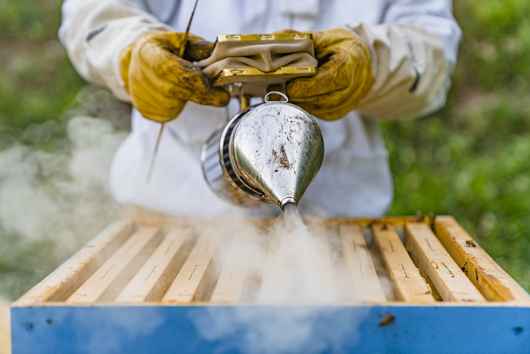stock image, royalty-free, Beekeeper with honeycombs and smoker