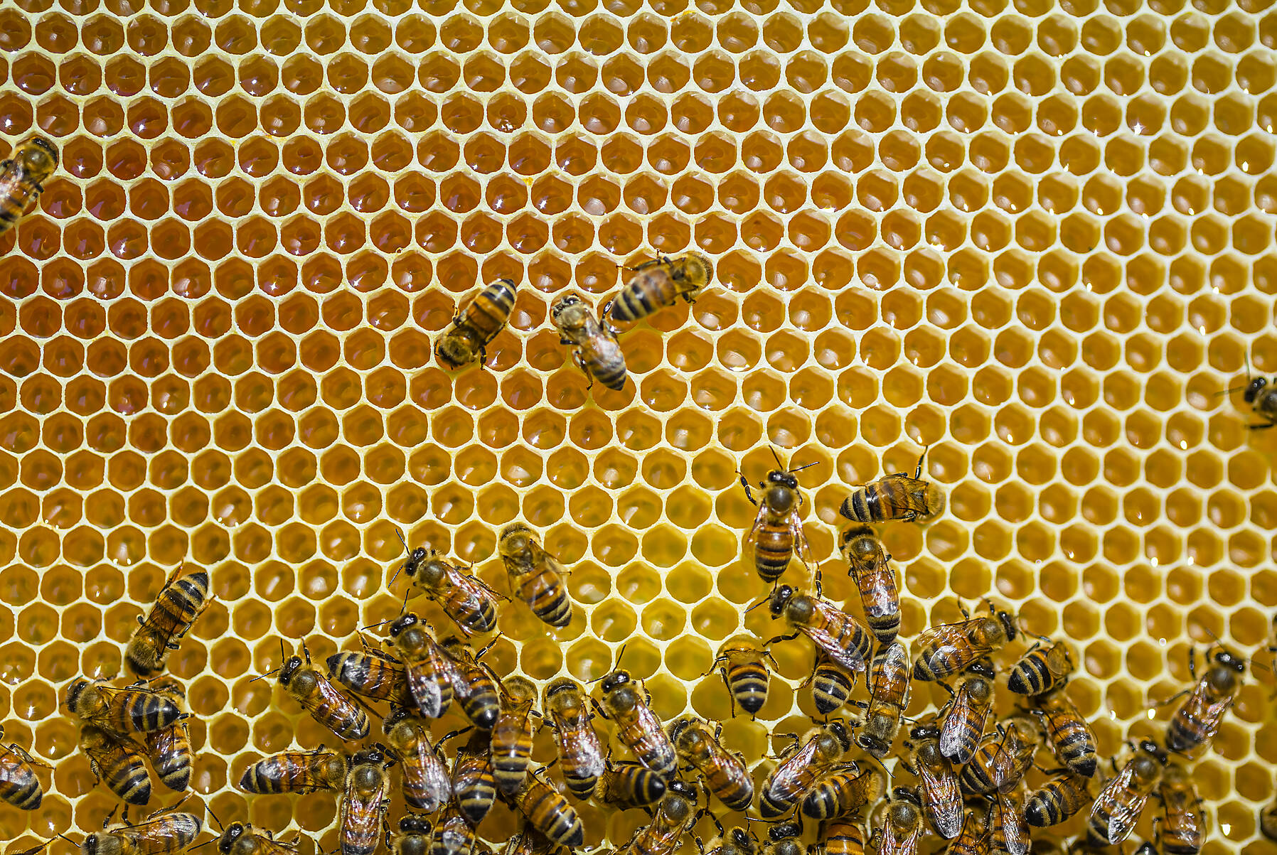 Close-up of honeybees sitting on honeycombs, stock image, royalty-free,