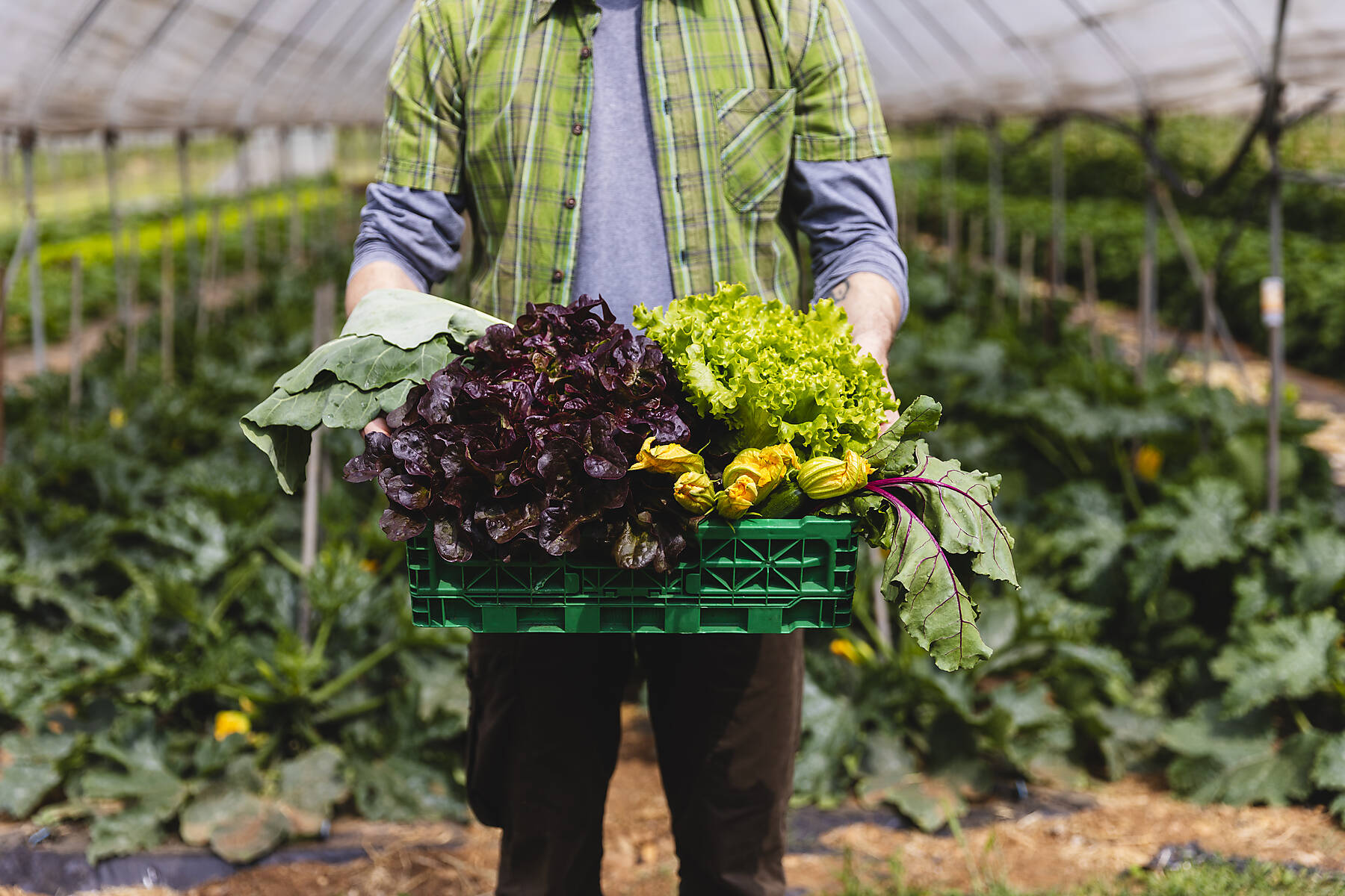 stock image, royalty-free, Man holding basket of freshly picked organic vegetables