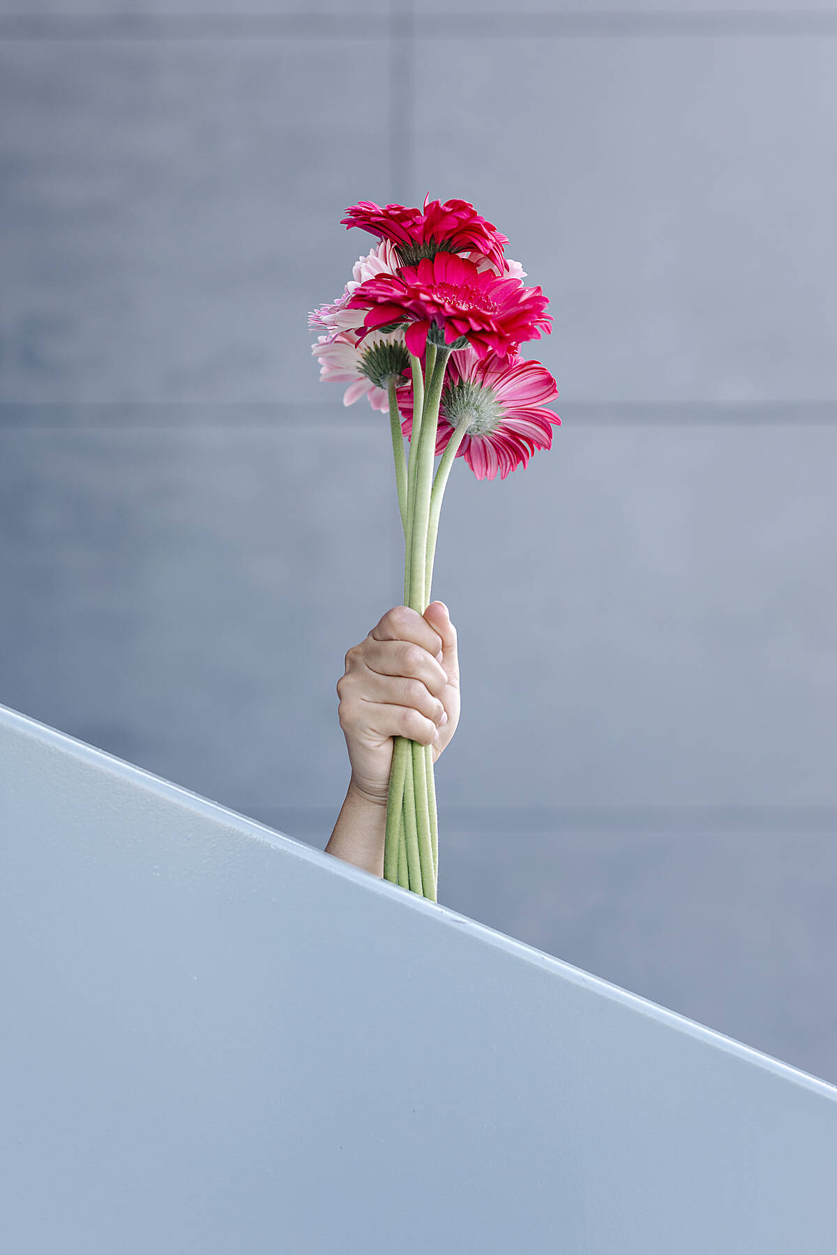 stock image, royalty-free, pink flowers in front of blue wall