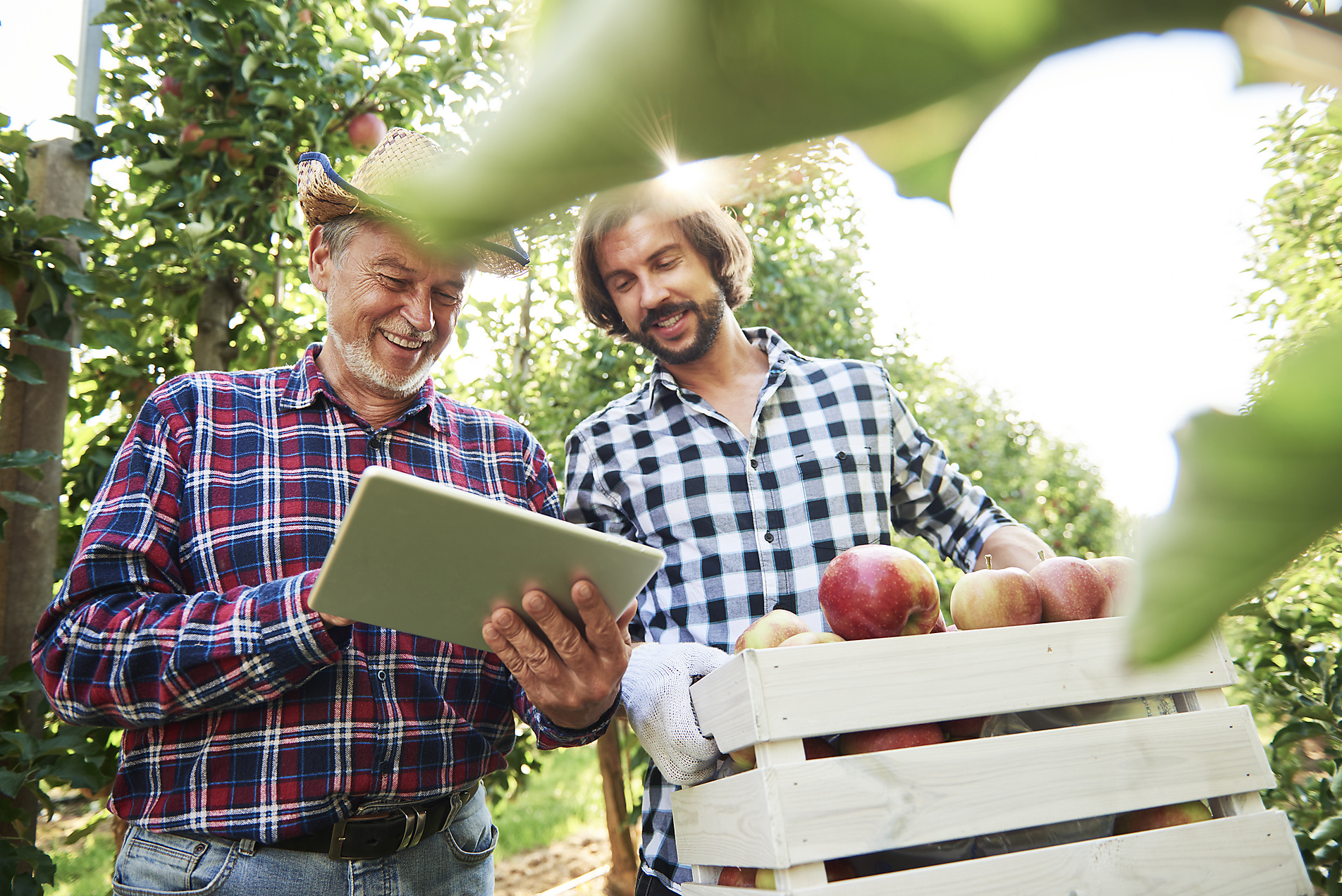 Stock image, royalty-free, Fruit growers checking quality of apples in their orchard