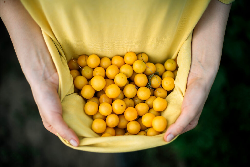 stock image, royalty-free, Woman picking mini yellow plums, summer, fruits, yellow, hands,