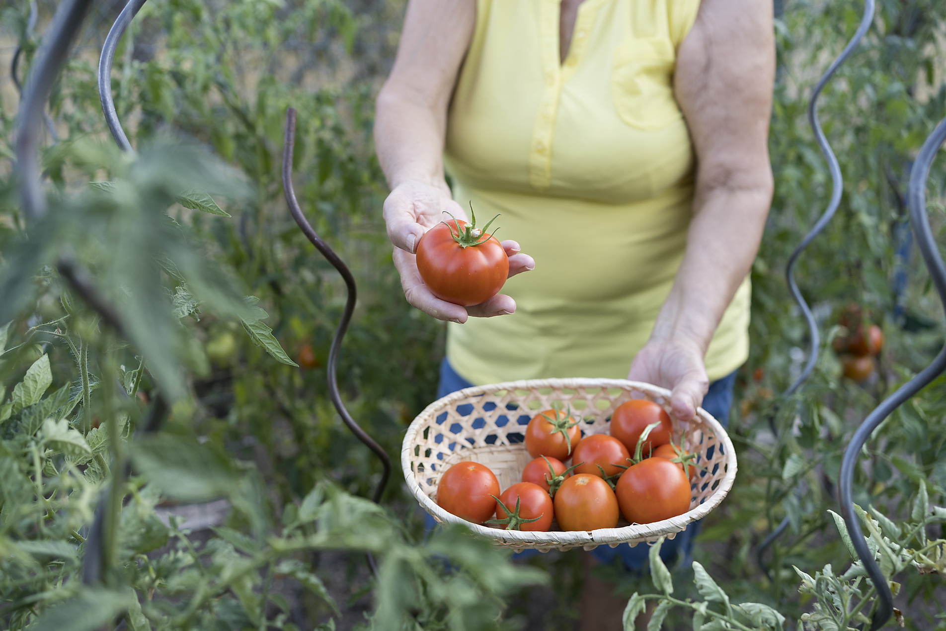 Stockfoto, lizenzfrei, Frau hält frische Bio-Tomaten im Gemüsegarten, Svetlana Karner