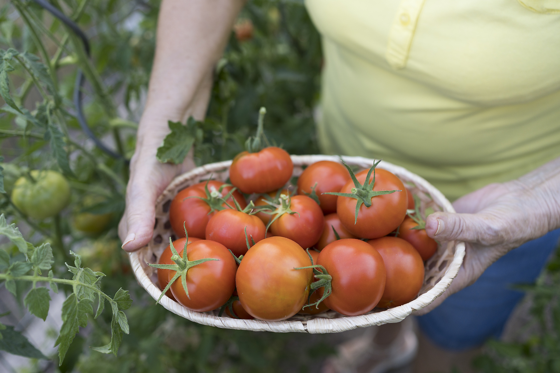 Stockfoto, lizenzfrei, Frau hält Korb mit frischen Bio-Tomaten, Svetlana Karner