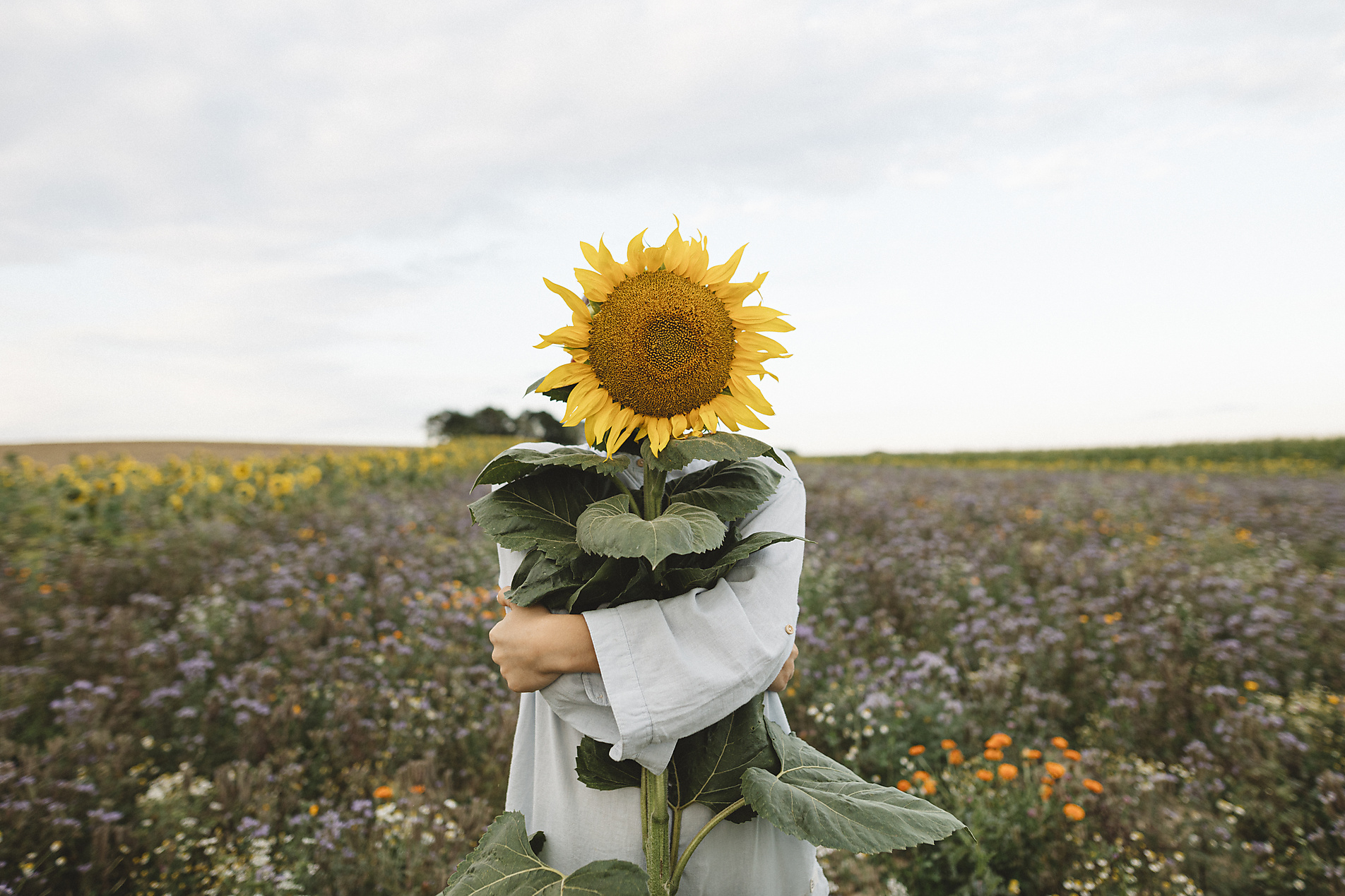 stock image, royalty-free, Sunflower covering face of a boy in a field, Westend61, Katharina Mikhrin,