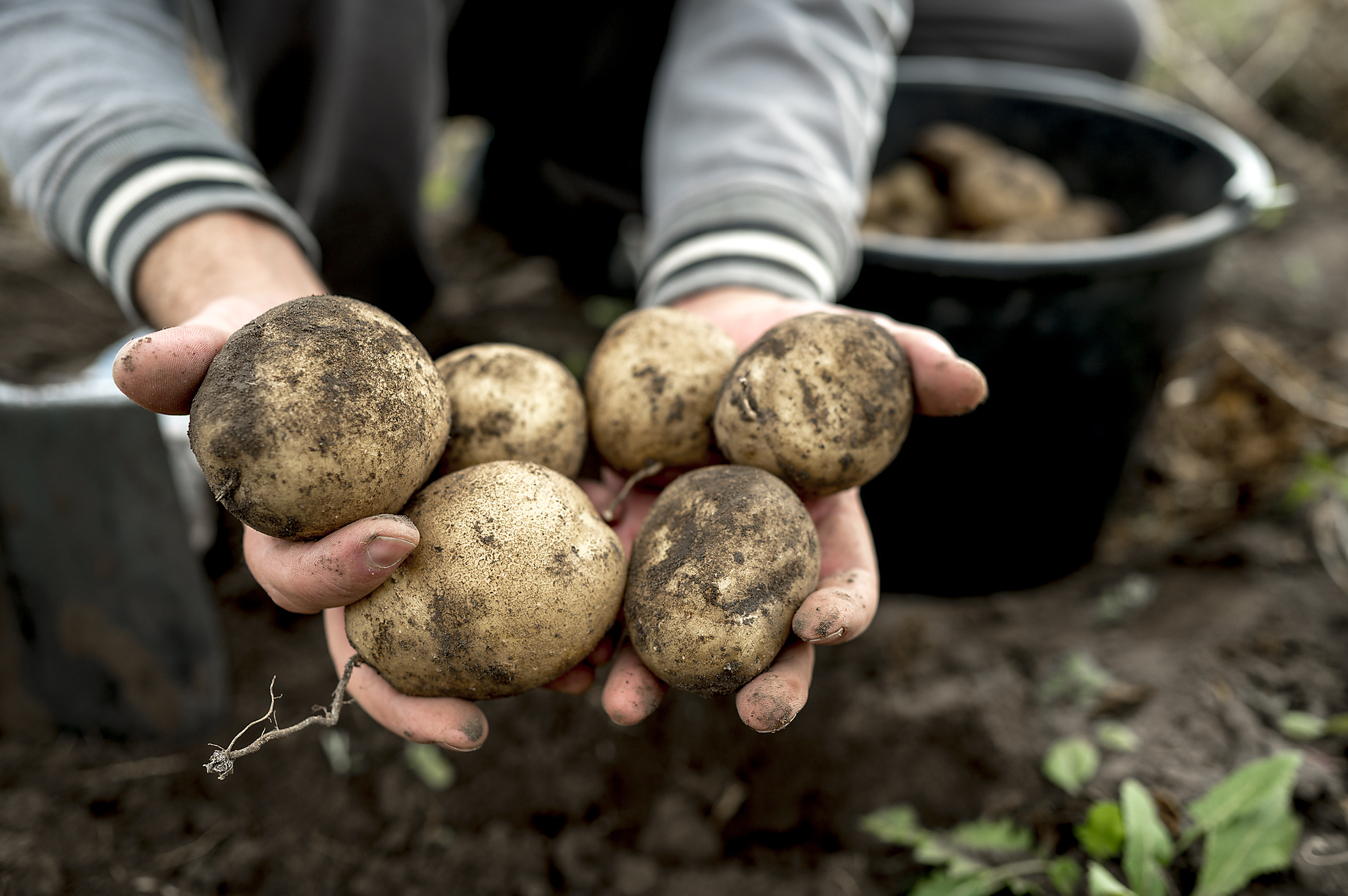 stock image, royalty-free, plant based food, vegetarian, vegan, sustainable, healthy eating, Hands of farmer showing dirty raw potatoes