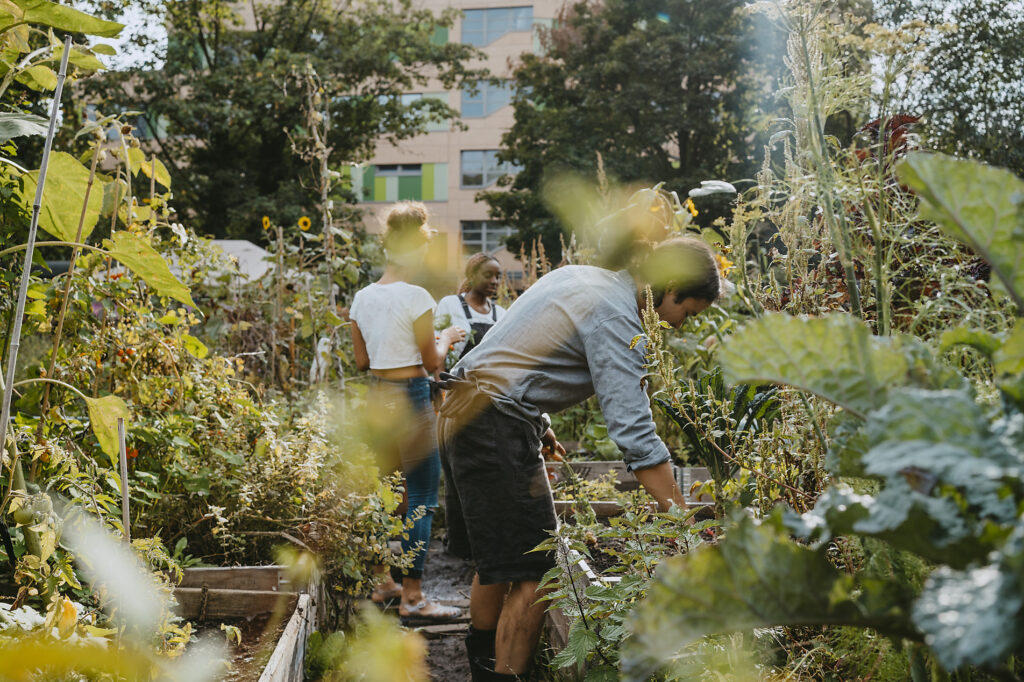 Female and male environmentalists harvesting vegetables at urban farm, stock image, royalty-free, plant based food, vegetarian, vegan, sustainable, healthy eating