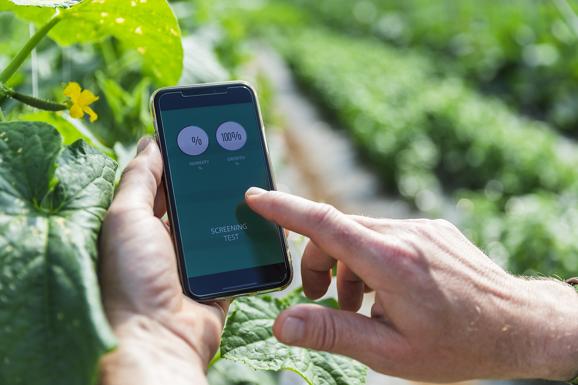 Hands of farmer examining humidity with smart phone in greenhouse, stock image, royalty-free, plant based food, vegetarian, vegan, sustainable, healthy eating