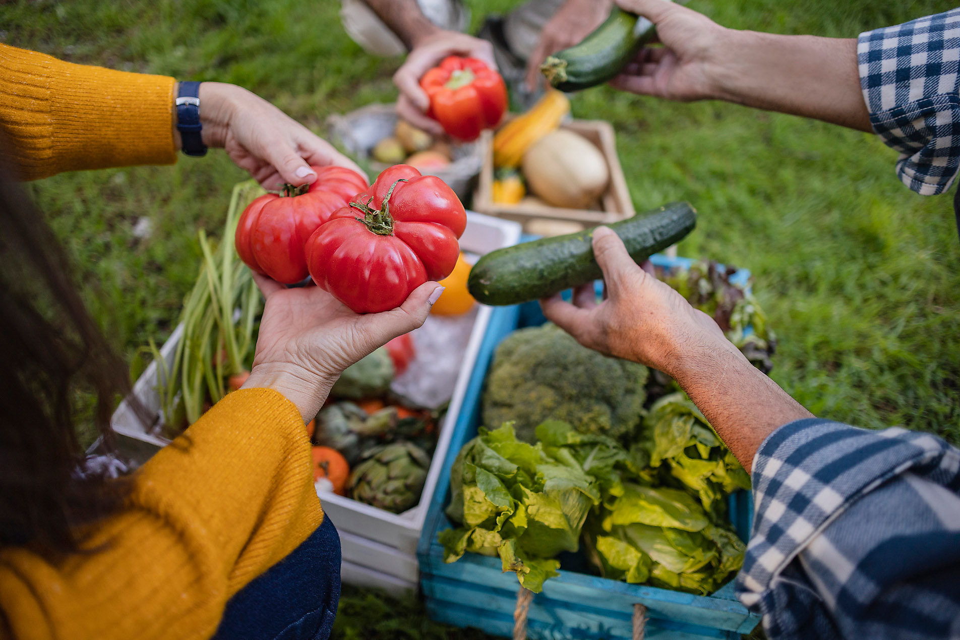 Man and woman with fresh vegetables, clean eating, plant-based eating, healthy nutrition, sustainability, home-grown, stock image, royalty-free