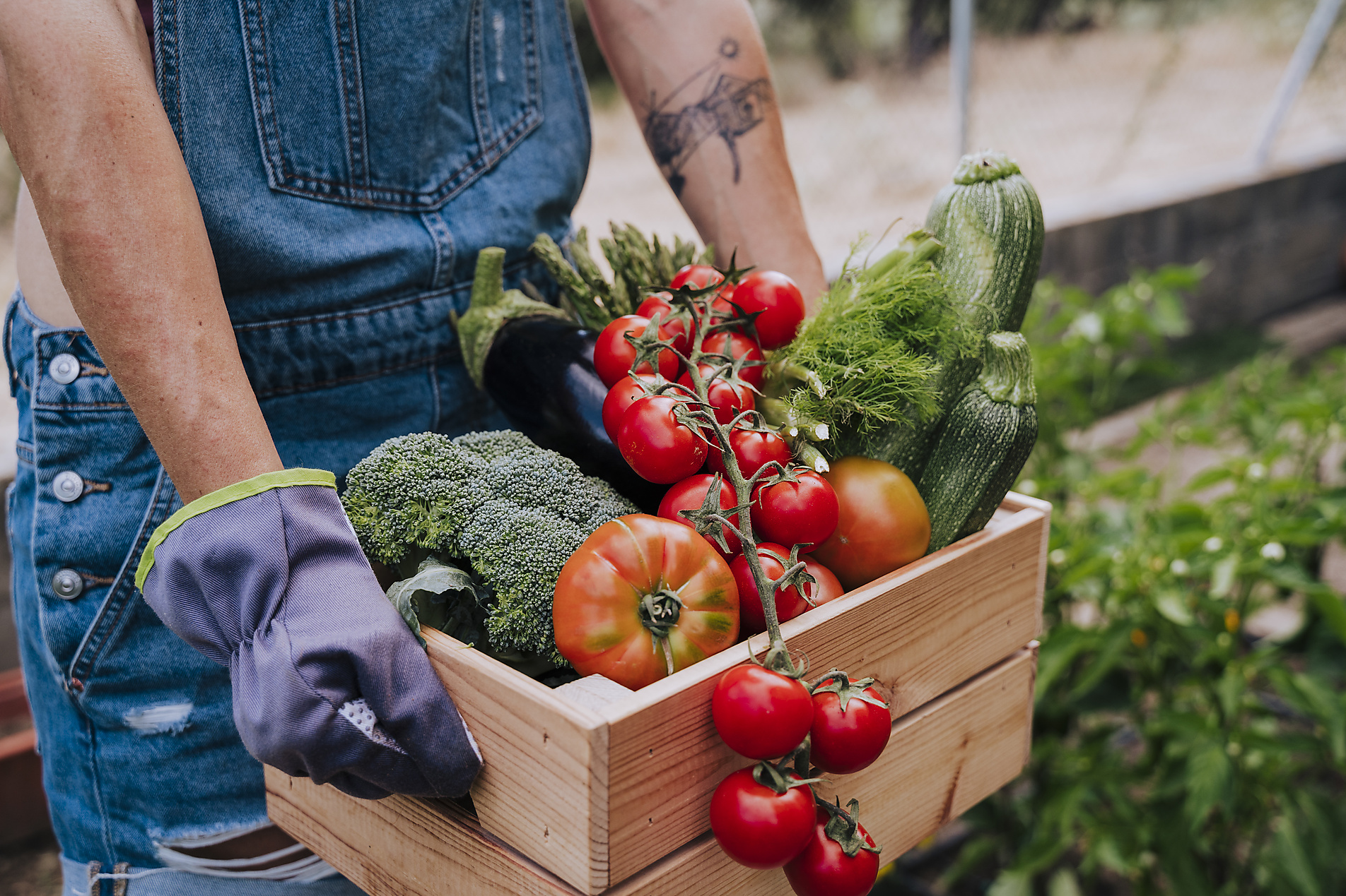 Stock Image, Royalty Free, Close-up of woman holding wooden crate with various vegetables while standing in community garden