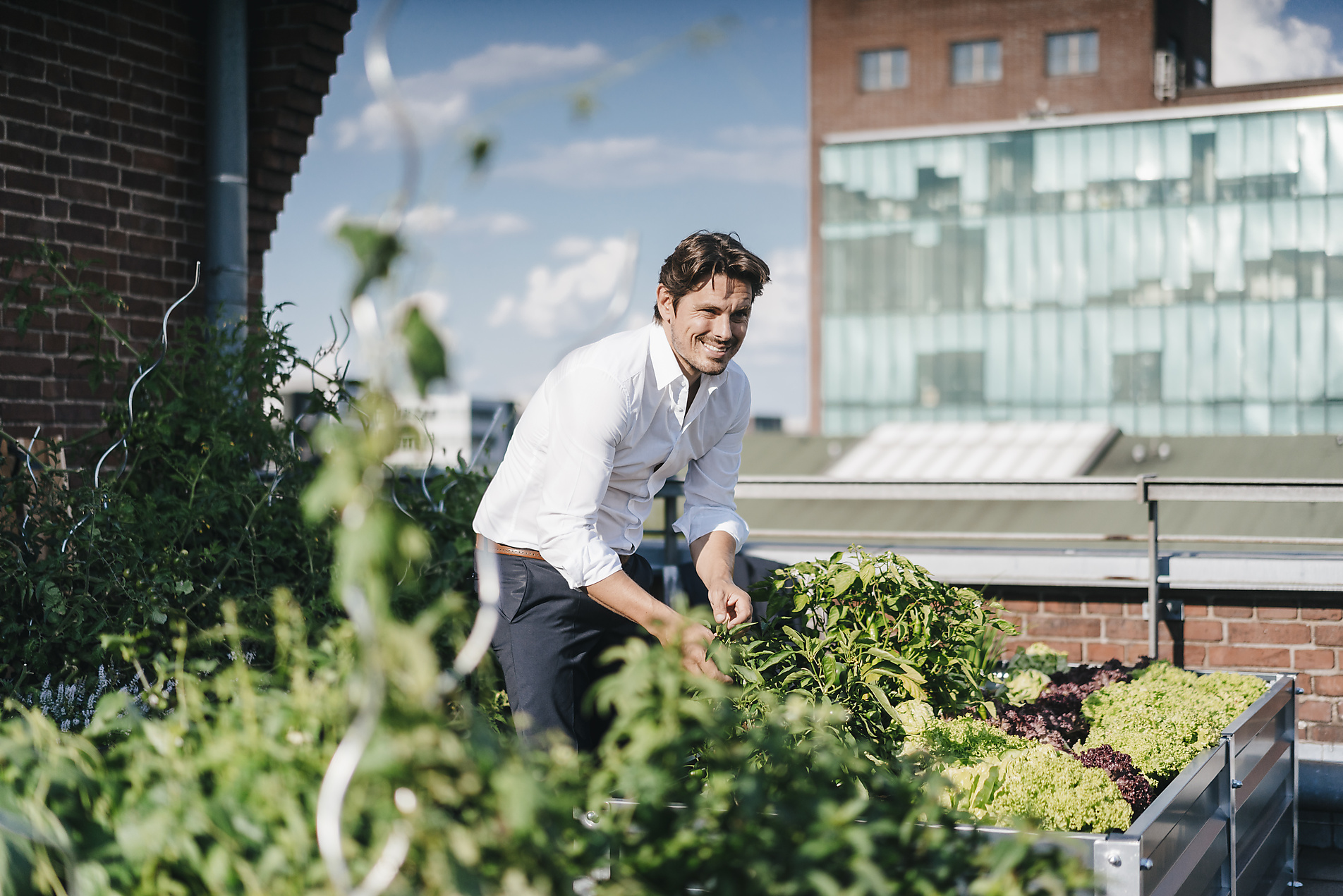 Stockimage, Royalty Free, Businessman cultivating plants in his urban rooftop garden