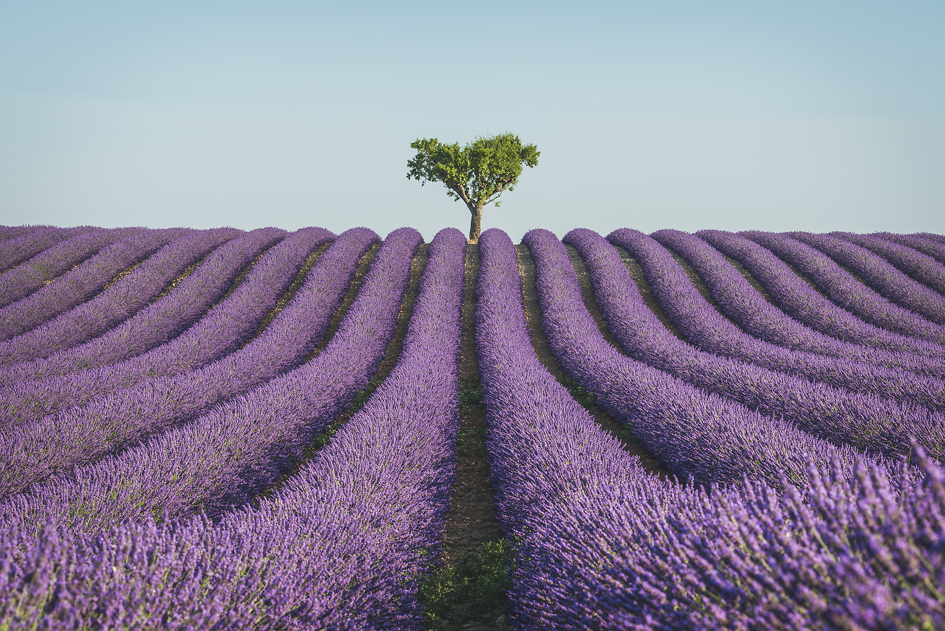 Stockphoto, Royalty Free Stock Image, France, Alpes-de-Haute-Provence, Lavender field near Valensole