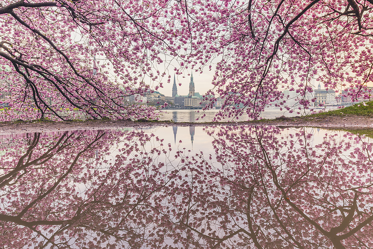 Stockphoto, Royalty Free Stock Image, Germany, Hamburg, blossoming cherry tree at Binnenalster, water reflections of town hall and St. Nicholas' Church
