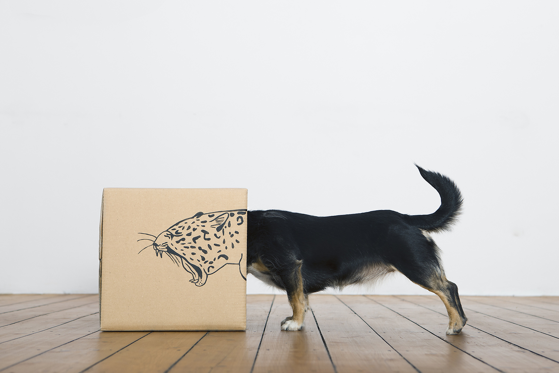 Stockphoto, Royalty Free Stock Image, Roaring dog inside a cardboard box painted with a leopard