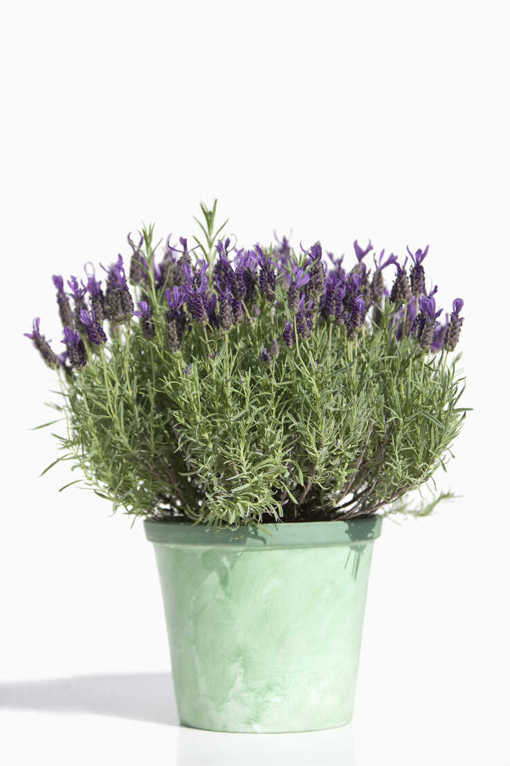 Close up of lavender plant in pot against white background stock photo