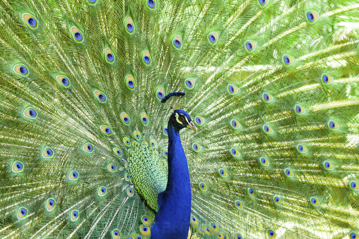 Spain, Mallorca, Peacock, close up stock photo