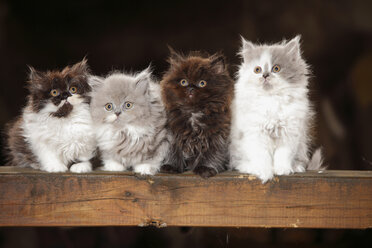 Screaming British Longhair kitten standing on wooden beam stock photo