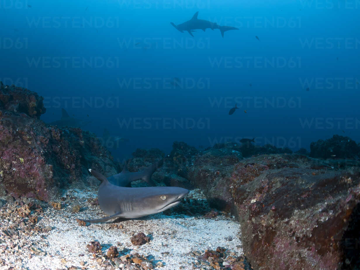 Costa Rica, White tip reef shark, Triaenodon obesus stock photo