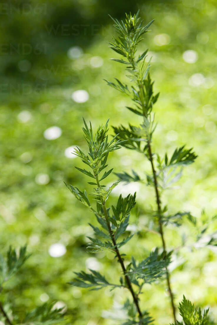Mugwort, Artemisia vulgaris, healing plant stock photo