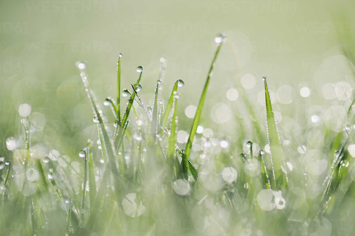 Dew drops on grass stock photo