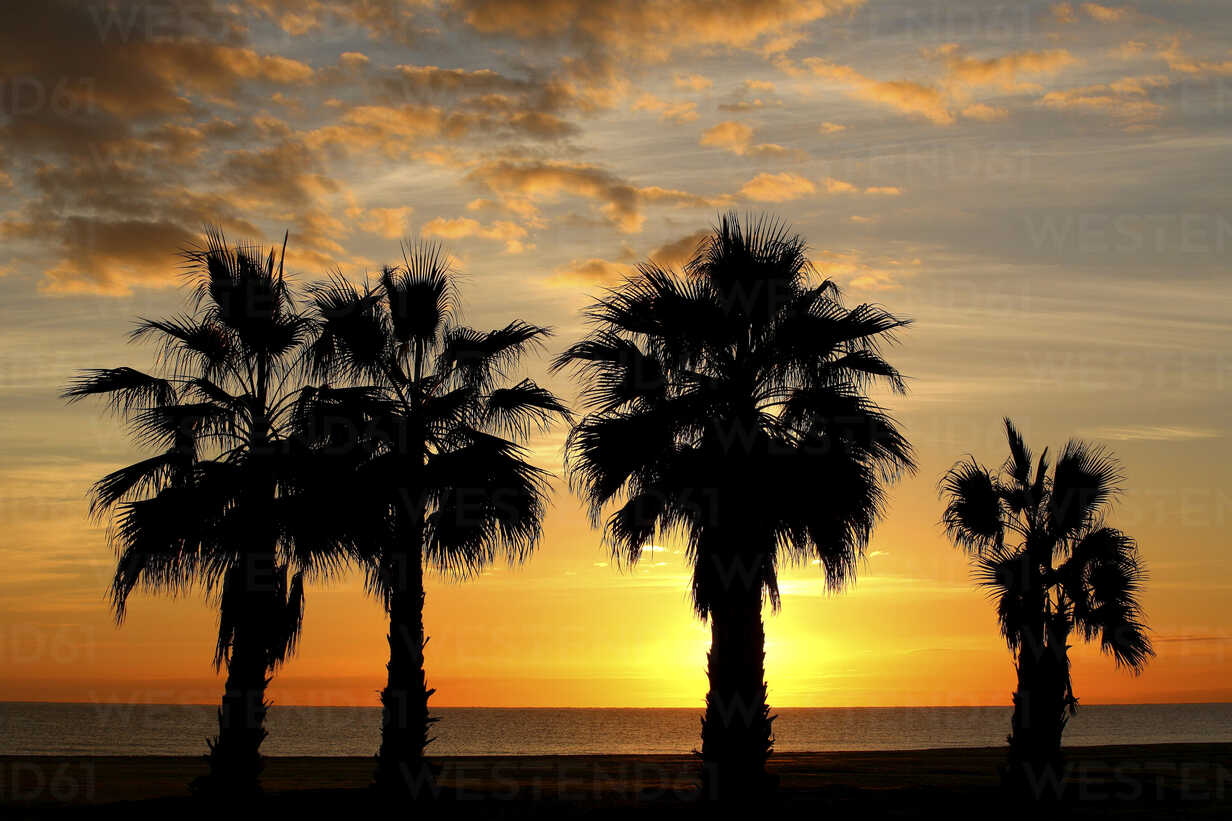 Spain Beautiful Sun Set with Palm Tree
