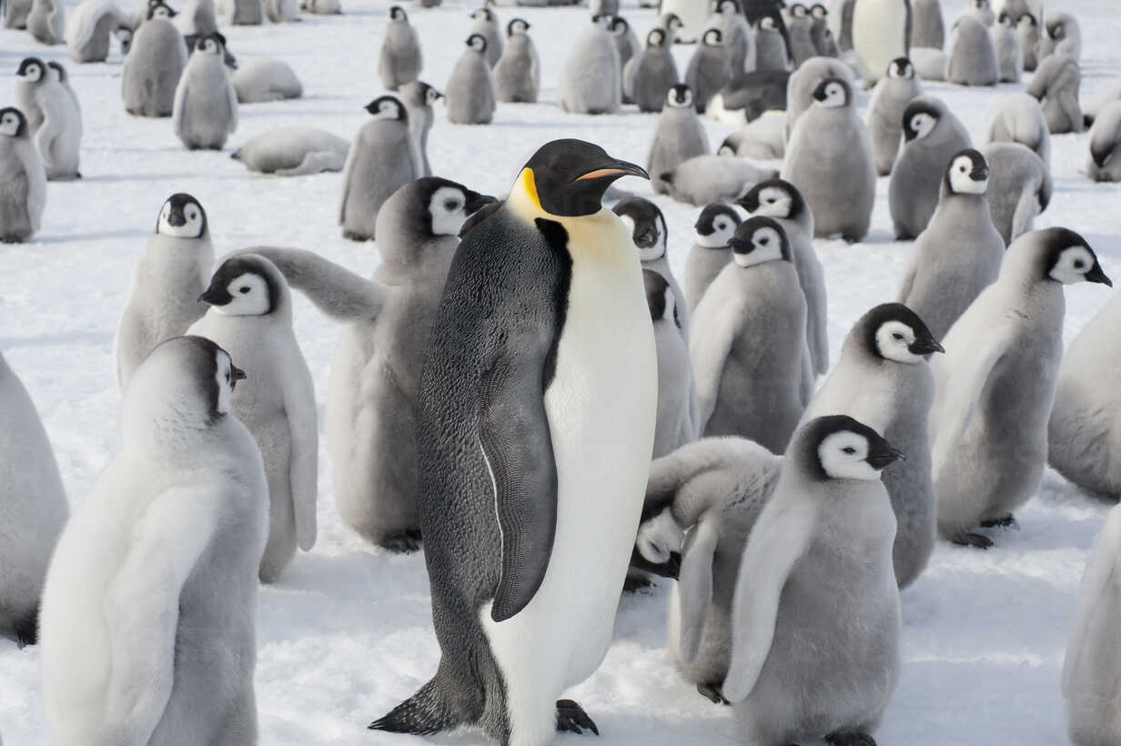 A group of Emperor penguins, one adult animal and a large group of penguin  chicks. A