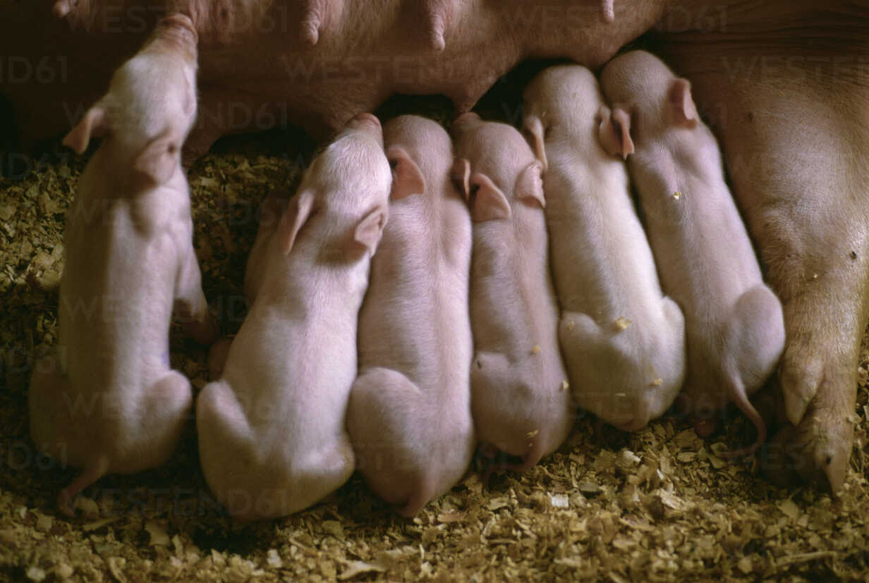 Suckling piglets drink their mother's milk on a farm in Mexico. stock photo