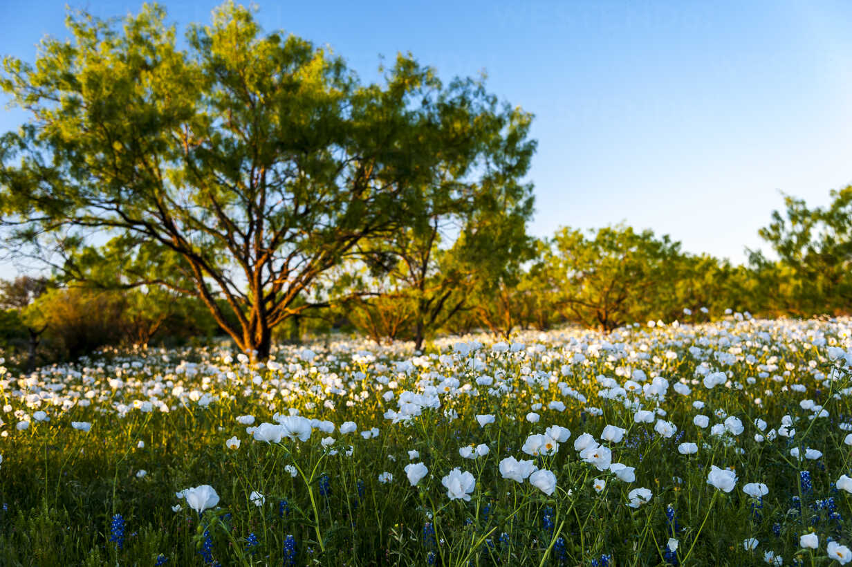 A field of Texas wildflowers with a native oak tree in the background.  stock photo