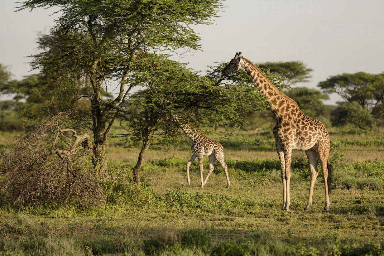 Жук Жираф. Переспроси the Giraffes usually eat from Trees. Giraffe in Tree. Giraffes eat leaves.