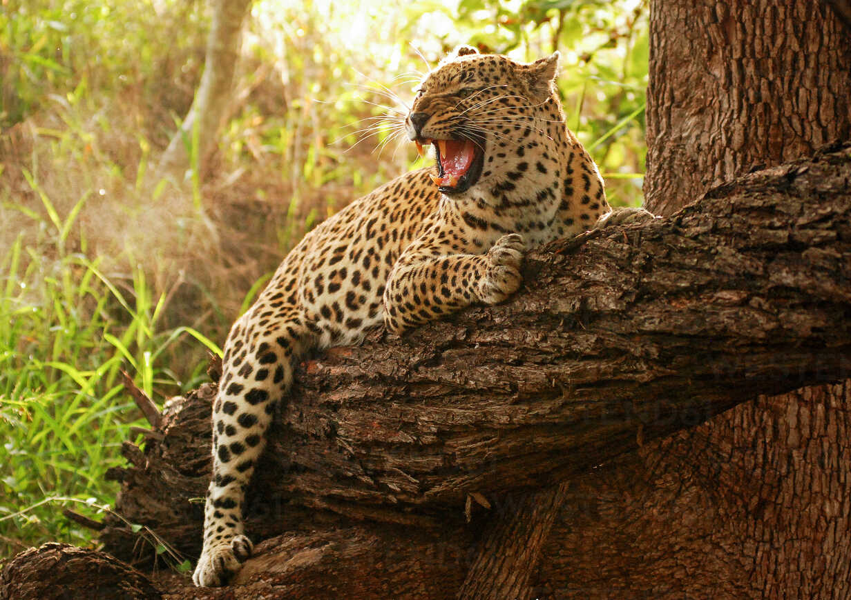 A leopard, Panthera pardus, hugs a fallen over tree branch, snarls and  looking away, open mouth,