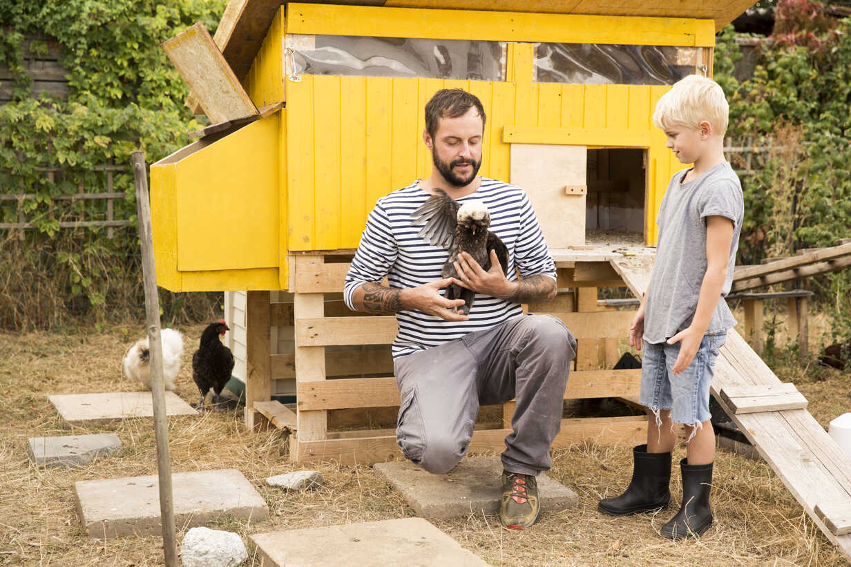 Father and son with Polish chickens at chickenhouse in garden stock photo